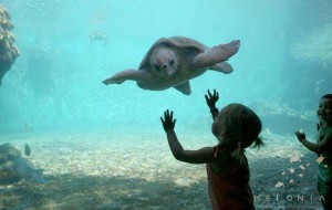 Observation d'une tortue marine à La Réunion