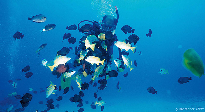 Diving, ILOHA Seaview Hotel 3*, Reunion island