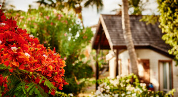 Flamboyant fleuri devant bungalow