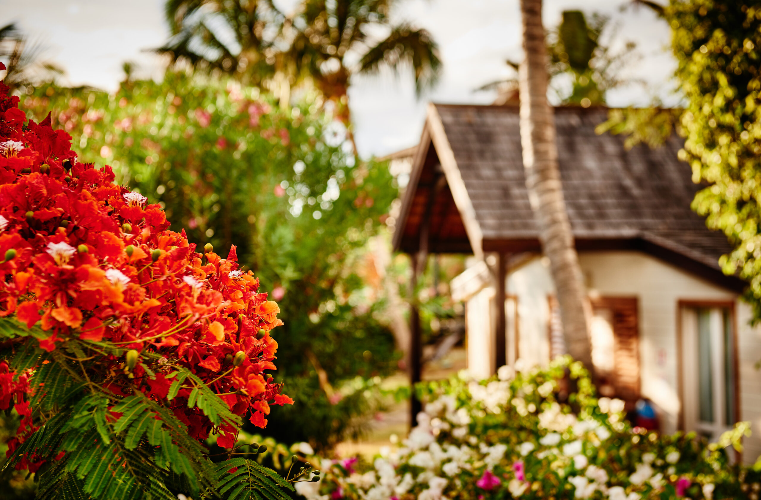 Flamboyant fleuri devant bungalow
